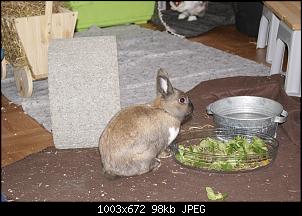 Unsere 4 Kaninchen-26.12.13-369-kopie.jpg