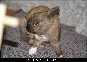 Unsere 4 Kaninchen-3.1.14-020.jpg