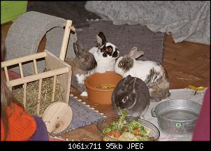 Unsere 4 Kaninchen-3.1.14-069.jpg