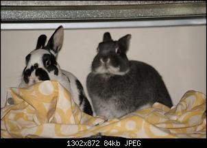 Unsere 4 Kaninchen-3.1.14-123.jpg