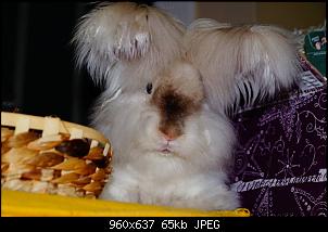 Asyl f�r Kaninchen-wawrzynek.jpg