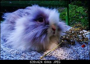 Asyl f�r Kaninchen-gaja.jpg