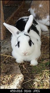 Das EINE ganz besondere Kaninchen!-img-20131016-wa0028.jpg