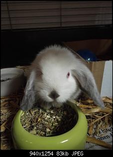 Martin und Bonbon-kaninchen-010.jpg