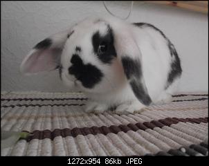 Martin und Bonbon-kaninchen-012.jpg
