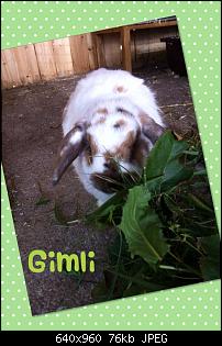 Die M�hrenjunkies-gimli.jpg