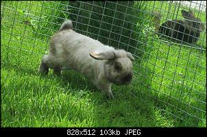 M�rli, Schnuffel, Kleks & Bailey-1497505_227742574072477_389502110_n.jpg