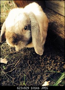 M�rli, Schnuffel, Kleks & Bailey-1001286_252340148279386_458180382_n.jpg