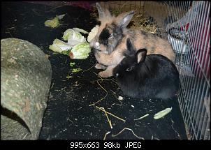 M�rli, Schnuffel, Kleks & Bailey-1966551_1399852103611985_1031359906_o.jpg