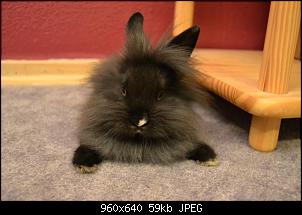 M�rli, Schnuffel, Kleks & Bailey-1530589_1392646544324500_231001182_n.jpg