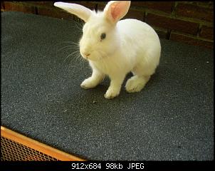 Fee,Balou,Manni und Schrecki!-nathalies-schulabschlu%DFfete-2005-028.jpg