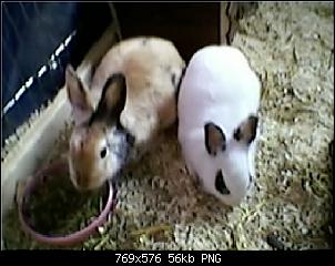 Vorstellung von Jumper & Lulu- Belle-nins-gro%DF-j-l.jpg