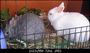 Schoki + Molly-img_6577.jpg
