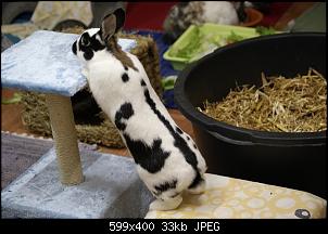 Unsere 4 Kaninchen-25.3.14-079b.jpg