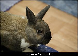 Unsere 4 Kaninchen-25.3.14-047b.jpg