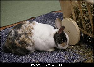 Unsere 4 Kaninchen-25.3.14-052b.jpg