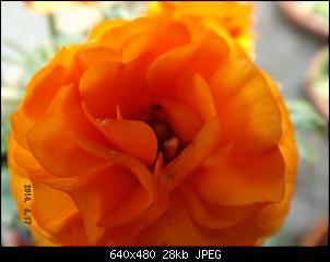 Die Findorffer Gartenzwerge stellen sich vor-k-dscf0112.jpg