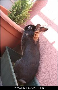 Vorstellung meiner Ninchen-img_1201.jpg