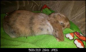 Schnuffel und Lotti-img20140422_072112-1.jpg