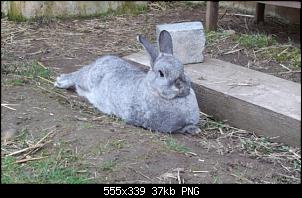 Unsere Quarant�neninchen-sunny2.jpg
