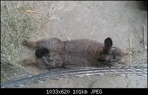 Unsere Quarant�neninchen-klopfer2.jpg
