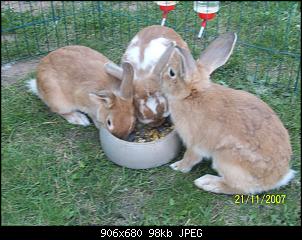Unsere Quarant�neninchen-t%F6chter.jpg
