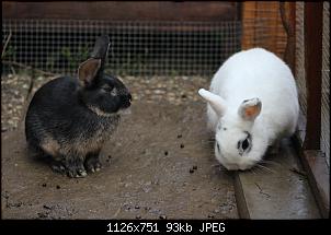 Hallo, bin neu hier-img_2610.jpg