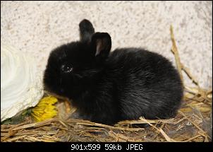 Osterhasen!-osterhase-1.jpg