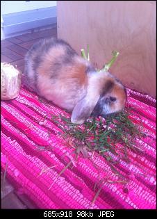 Julie, Lilli, Cookie & Co :)-henry.jpg
