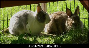 Shorty + Tabsi, die Nins von der Alb-img_6842.jpg