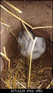 Unsere Quarant�neninchen-20140523_201535.jpg