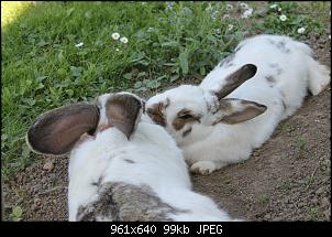 Wir wollen uns vorstellen !!!-img_2968.jpg