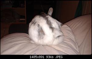 Unsere Quarant�neninchen-20140615_004118.jpg