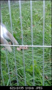 Unsere Quarant�neninchen-20140420_185804.jpg