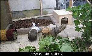 Unsere vier Wackelnasen-2014-06-08%252011_10_08.jpg