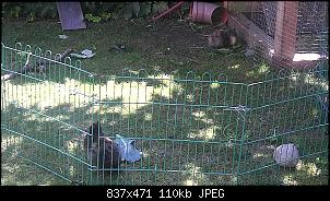 Vorstellung Stubsi und Snoopy-imag3109.jpg