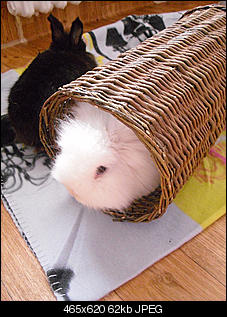 Mein Alfie (und Lola :( )-1cimg2428.jpg