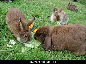 Die Murgelkinder-benundwildi.jpg