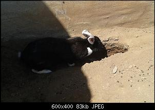 Unsere Quarant�neninchen-wo4.jpg