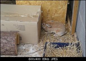 Unsere Quarant�neninchen-02.jpg
