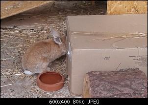 Unsere Quarant�neninchen-03.jpg