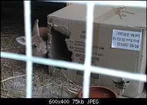 Unsere Quarant�neninchen-05.jpg