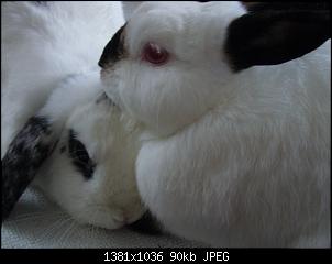 Olga�s Kuschelmonster-p1190480.jpg