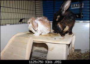 Gestatten, Hase! He, und Widder!-img_1189.jpg