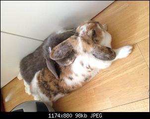 Bimmel und Bommel aus Berlin sagen Hallo! ;)-image.jpg