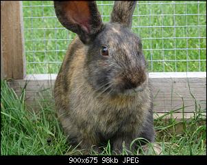 RABBID`s Vorstellungsthread-dsc00049.jpg