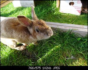 RABBID`s Vorstellungsthread-dsc00038.jpg
