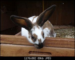 RABBID`s Vorstellungsthread-dsc00013.jpg