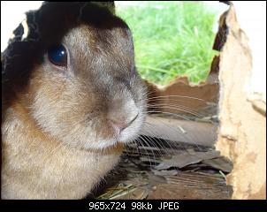 RABBID`s Vorstellungsthread-dsc00047.jpg