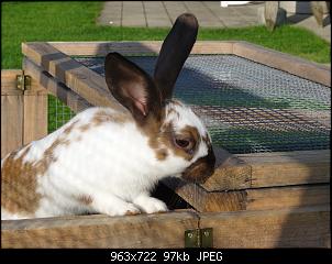 RABBID`s Vorstellungsthread-dsc00031.jpg